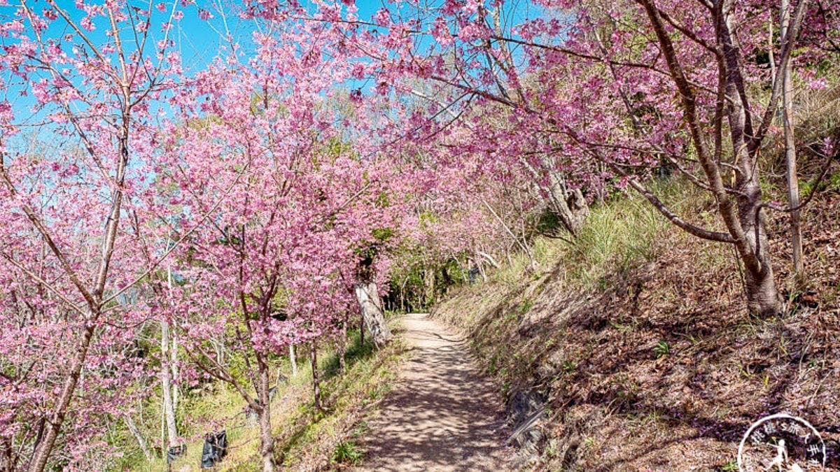 走進這條櫻花步道，宛如走入仙境般，令人感到不可思議。（圖片來源：桃桃‘s旅人手札）
