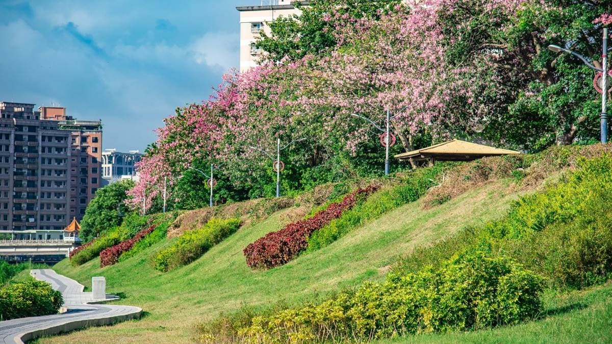 因為花姿豔麗、神似櫻花，所以有秋日「美人櫻」的稱號。（圖片來源：新北市政府水利局）