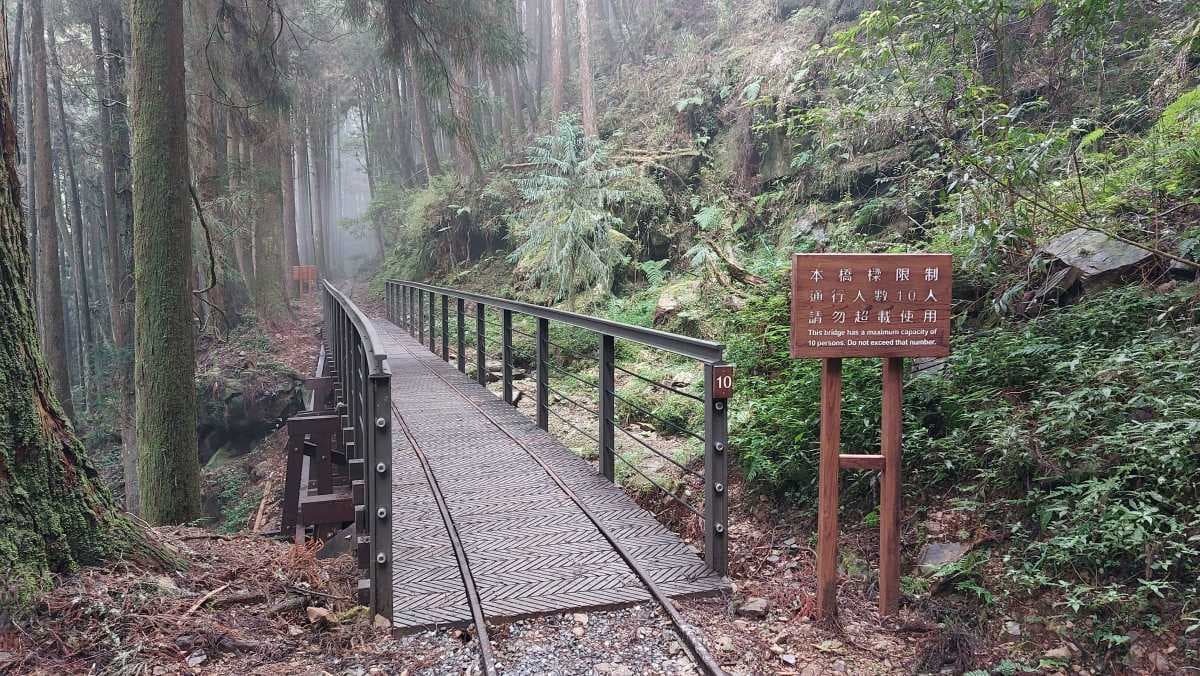 嘉義最美「森林鐵道步道」回歸！懷舊鐵軌＋柳杉樹海仙氣爆棚，週末踏青首選