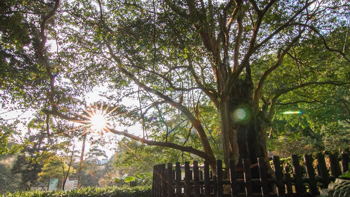 「九芎神木」位在九芎公廟旁，據聞這棵神木已有百年歲數。（圖片來源：13‘s幸福食光-旅遊美食部落格）
