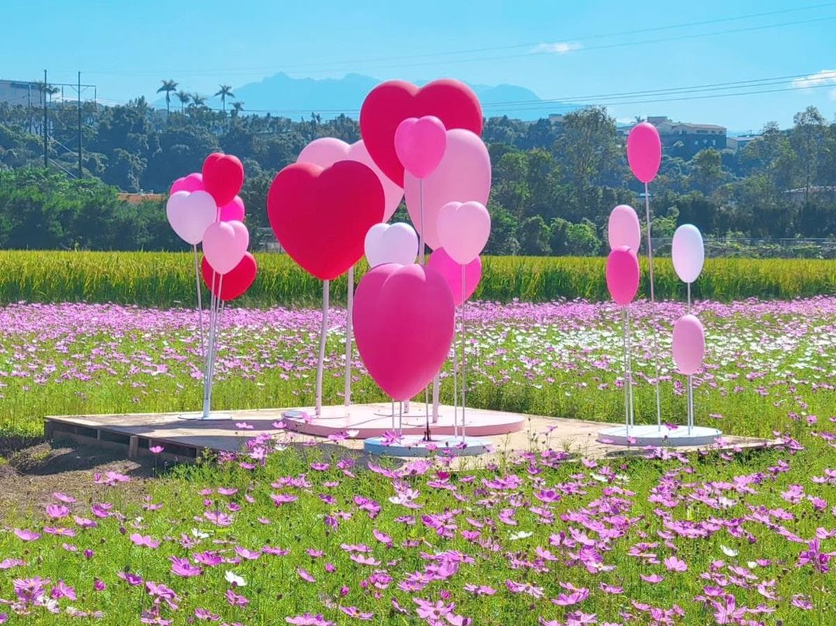 桃園有Hello Kitty花田！破６萬坪「童話漸層花海」搶先看，限時９天免費拍爆