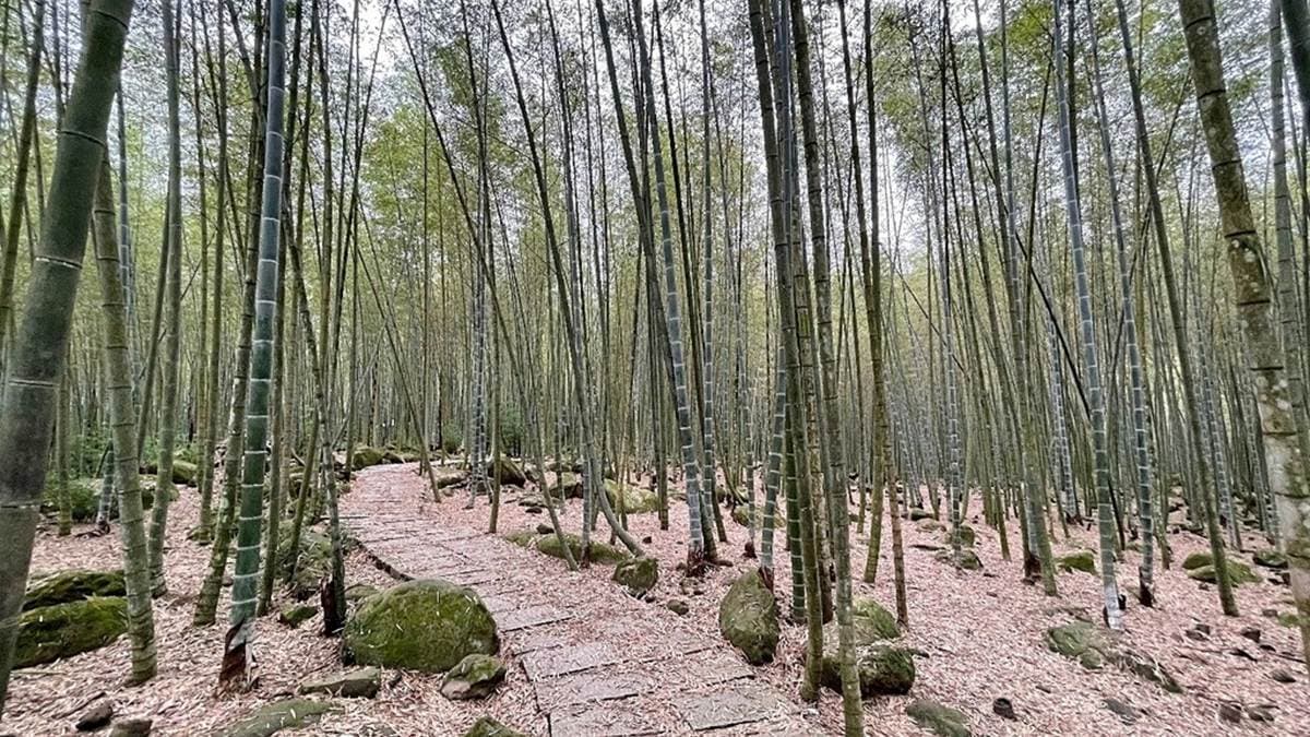 竹林搭配腳底下踩的石塊，彷彿穿越到了武俠電影中。（圖片來源：雙子喵玩樂旅行PennyLife）