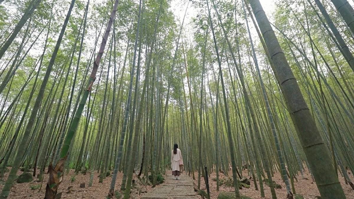 這邊很適合夏天來避暑、散步，拍起照來也十分的夢幻。（圖片來源：雙子喵玩樂旅行PennyLife）