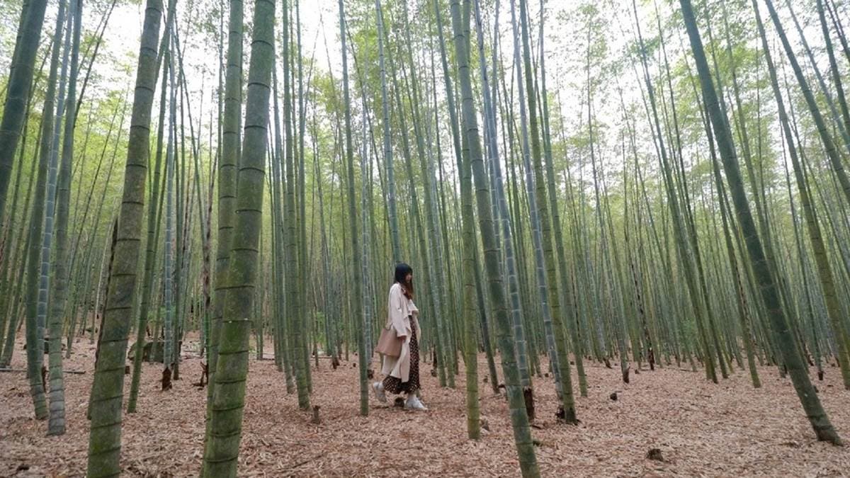 竹林不僅相當茂密，路也很平坦好走。（圖片來源：雙子喵玩樂旅行PennyLife）