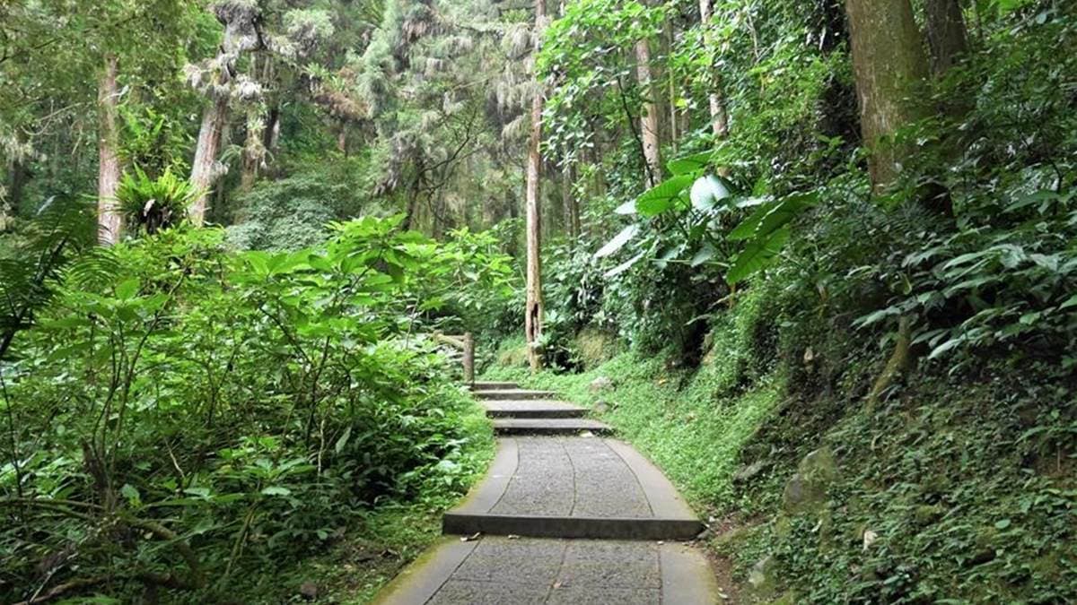 「大學池步道」有多樣化的蕨類品種，可以觀察到很有特色的綠色植物。（圖片來源：喬書亞的世界旅行提案）