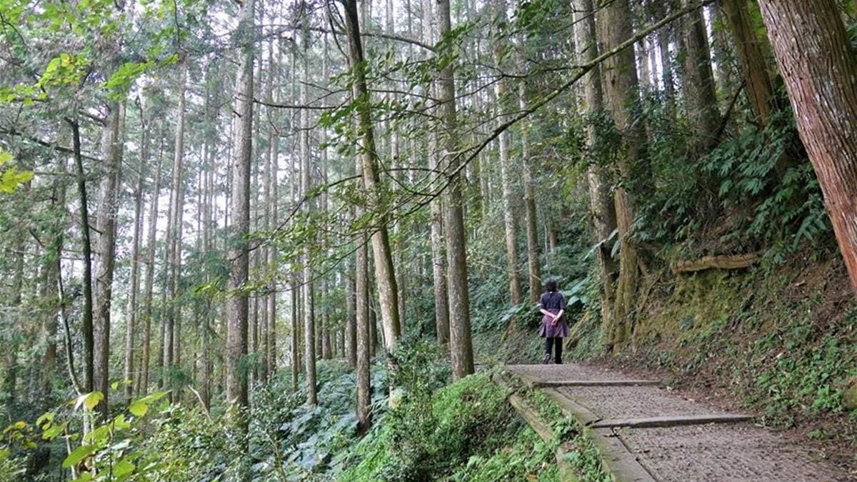 走在觀景步道上，可以欣賞翠綠的樹林景觀。（圖片來源：喬書亞的世界旅行提案）