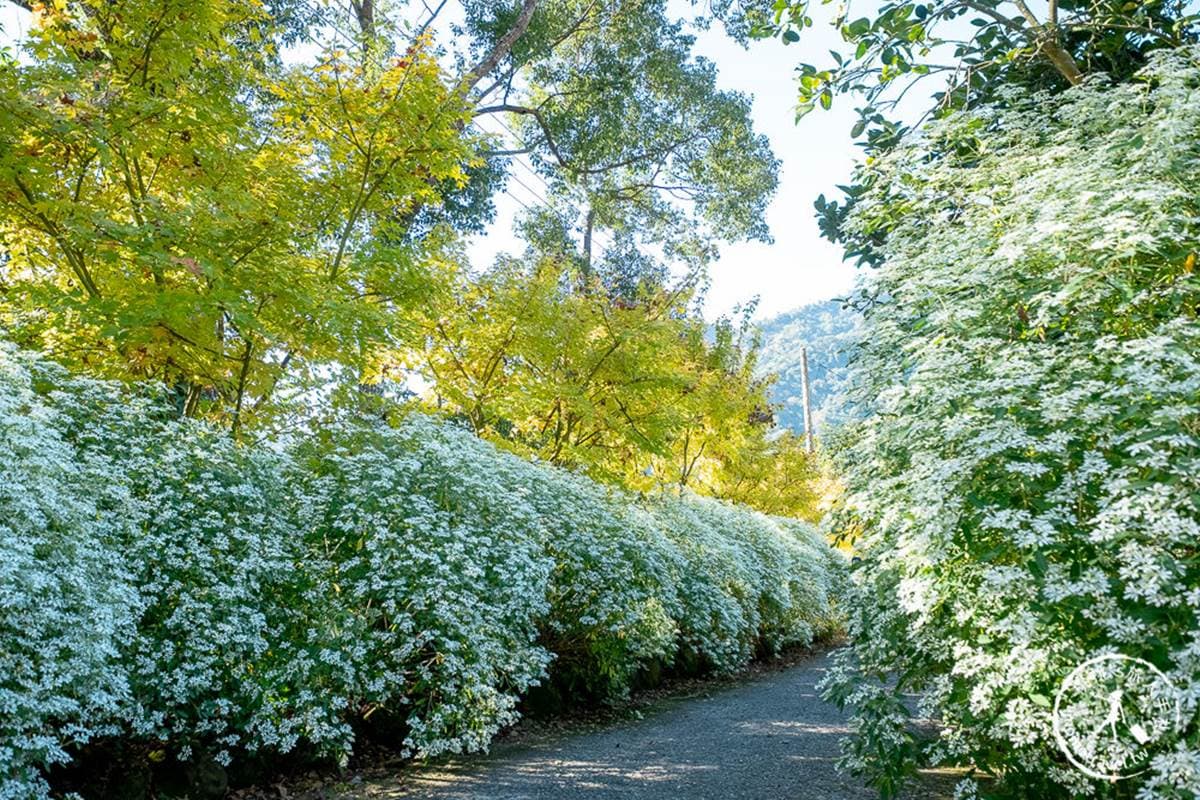狂洗版IG！台中花卉農場「黃金楓、白雪木」爆炸滿開中，冬季限定快朝聖
