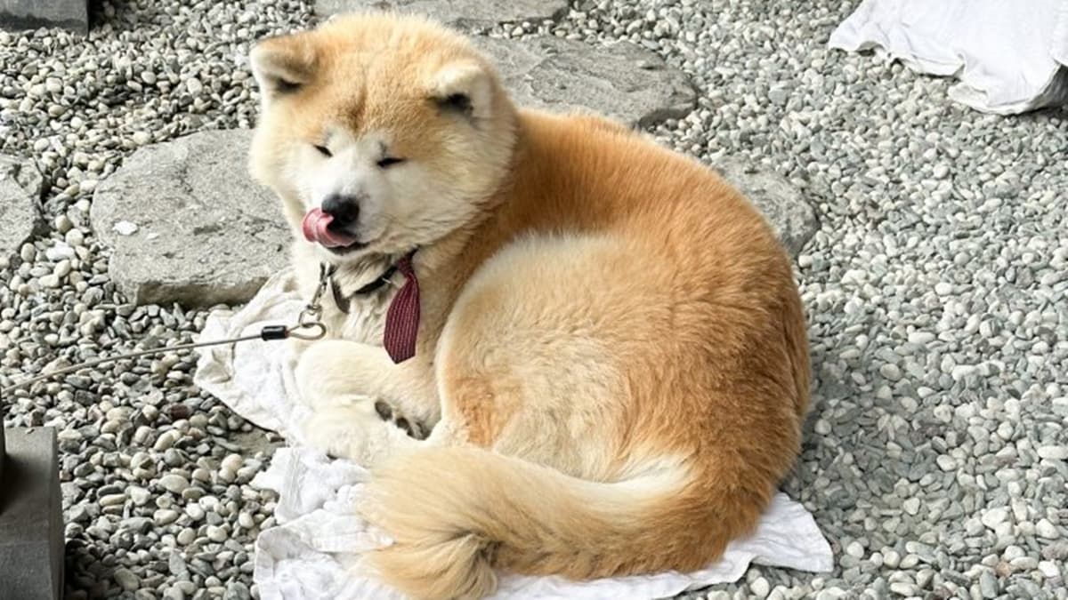 這隻秋田犬叫作「武家丸」，就在１間伴手禮店後面，模樣真的好可愛！（圖片來源：怪獸的E視野）