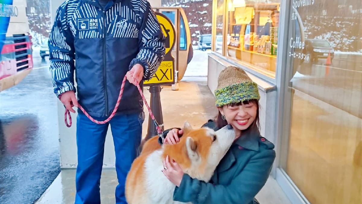 滑雪場最受歡迎的秋田犬北斗，十分受到歡迎。