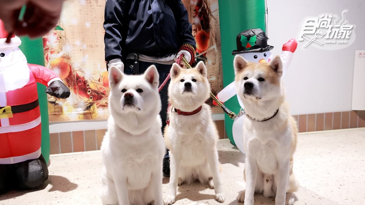 展覽室可以看到超萌的秋田犬。