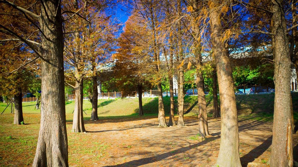 每逢落羽松的季節時，公園裡一大片的落羽松林，常常吸引許多旅人前來朝聖。（圖片來源：史努比遊樂園）