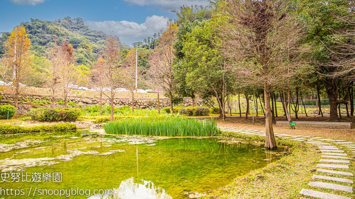 落羽松圍著池塘生長，景色很優美。（圖片來源：史努比遊樂園）