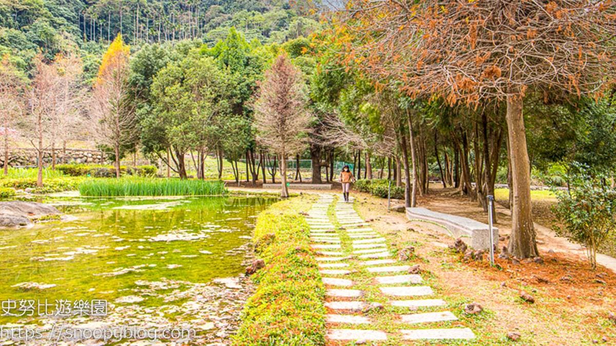 「太平苗圃落羽松」的落羽松林的景象如詩如畫，十分引人入勝。（圖片來源：史努比遊樂園）