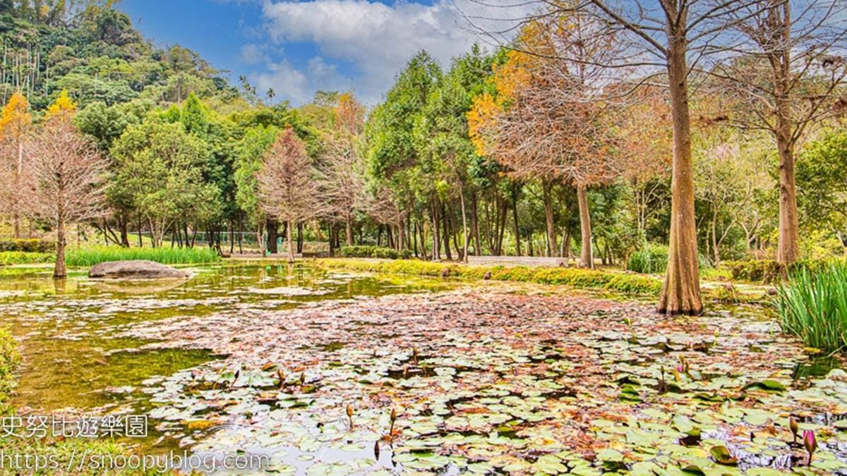 「太平苗圃落羽松」位在台中市太平區。（圖片來源：史努比遊樂園）