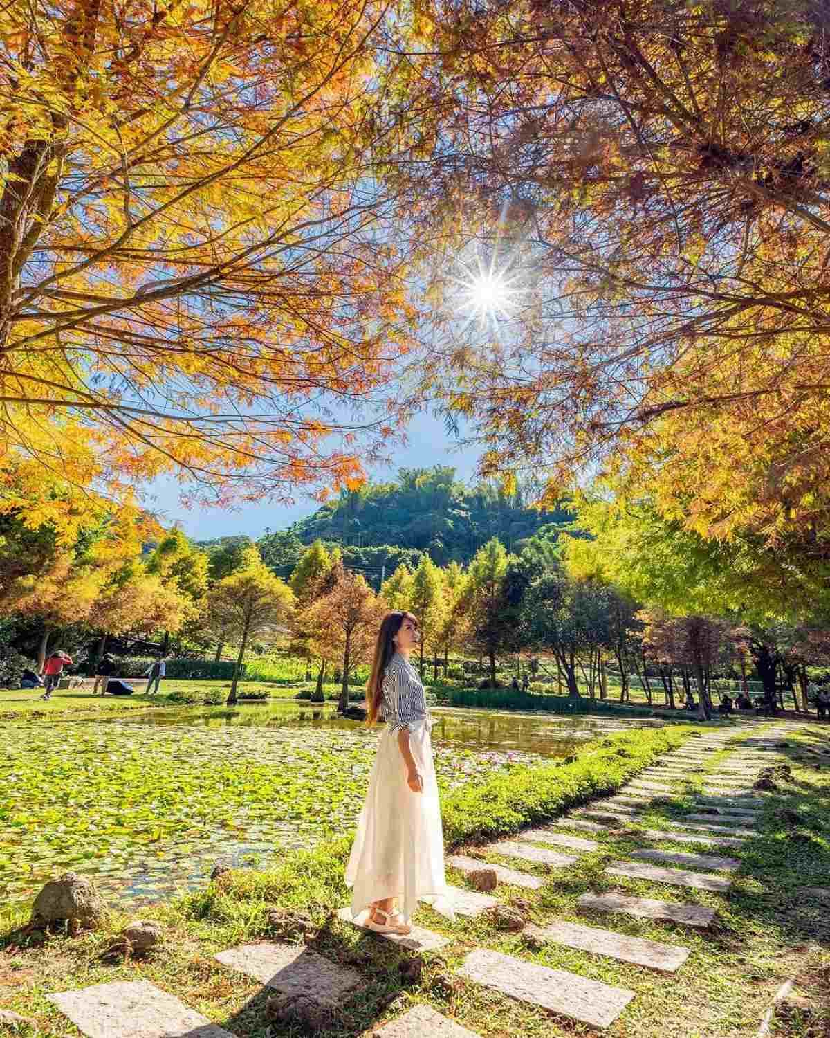 即時美景報你知!全台最美漸層落羽松TOP10:4萬坪莊園祕境、夢幻湖泊倒影 即時美景報你知!全台最美漸層落羽松TOP10:4萬坪莊園祕境、夢幻湖泊倒影