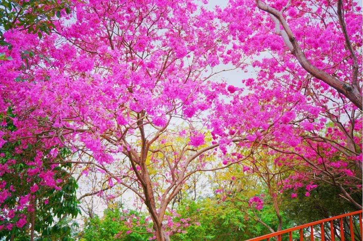 「粉色棉花糖」占領台中、彰化!3處洋紅風鈴木祕境推薦,美到在地人想私藏 「粉色棉花糖」占領台中、彰化!3處洋紅風鈴木祕境推薦,美到在地人想私藏