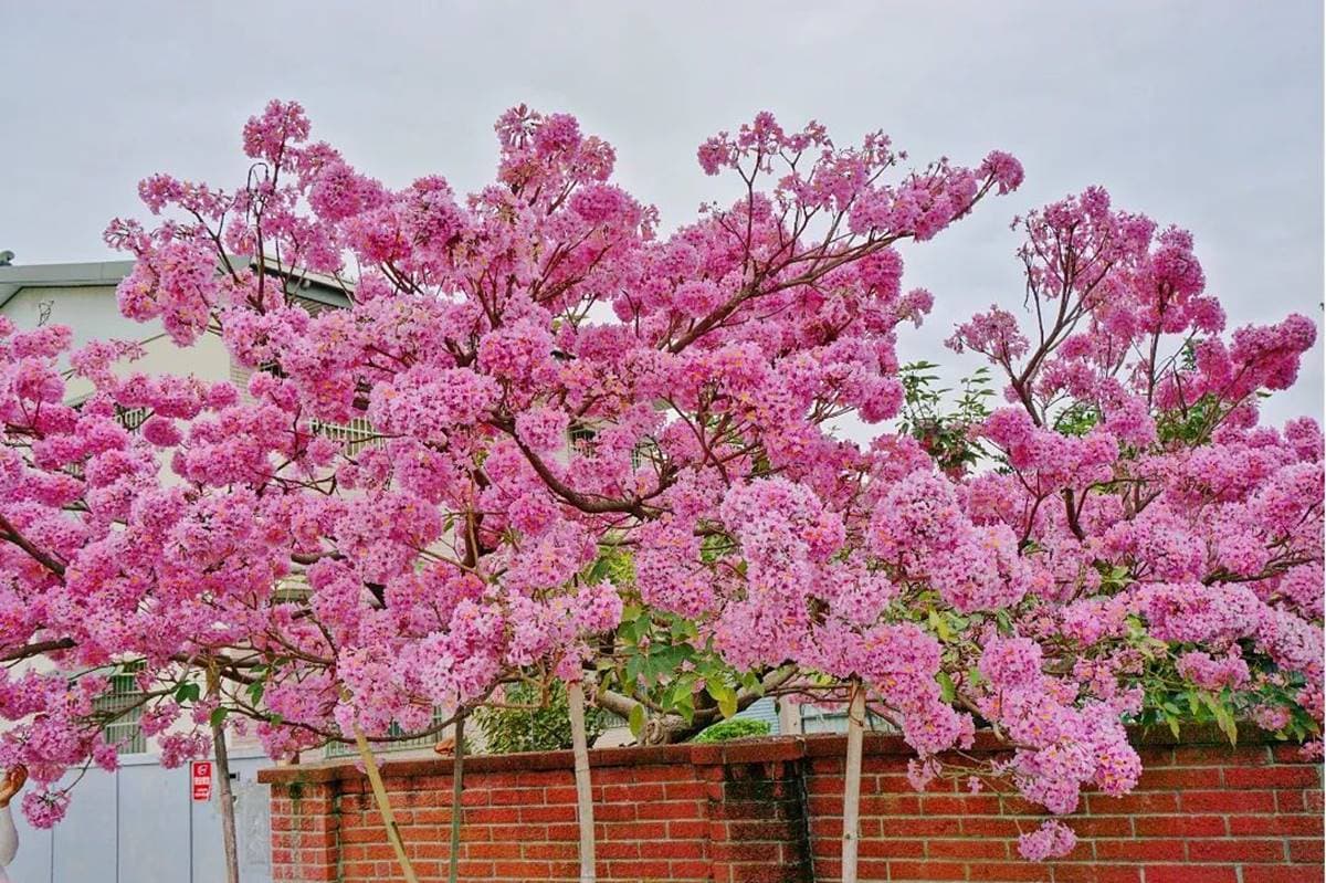 「粉色棉花糖」占領台中、彰化!3處洋紅風鈴木祕境推薦,美到在地人想私藏 「粉色棉花糖」占領台中、彰化!3處洋紅風鈴木祕境推薦,美到在地人想私藏
