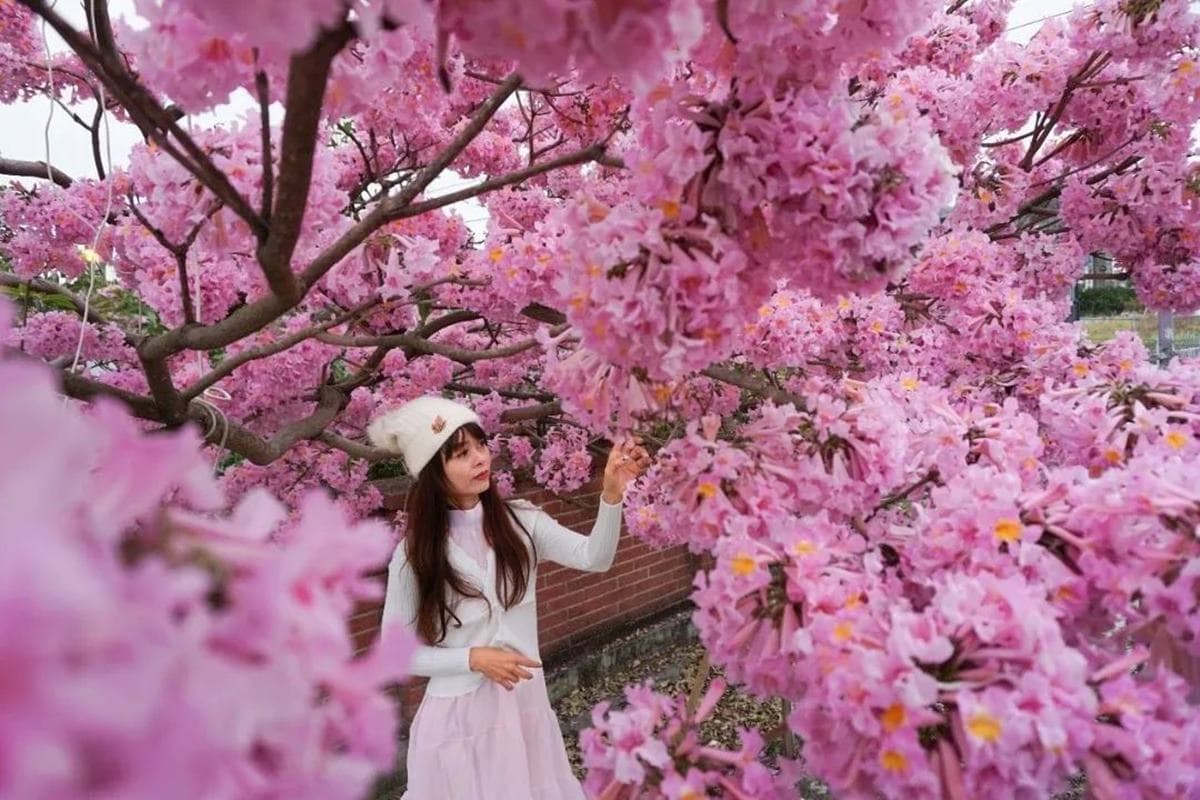 「粉色棉花糖」占領台中、彰化!3處洋紅風鈴木祕境推薦,美到在地人想私藏 「粉色棉花糖」占領台中、彰化!3處洋紅風鈴木祕境推薦,美到在地人想私藏