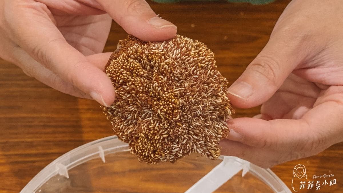 手洗愛玉DIY，將愛玉籽一粒粒刮下來、放入棉袋沖洗，再靜置１小時左右就完成。（圖片來源：菲菲吳小姐）