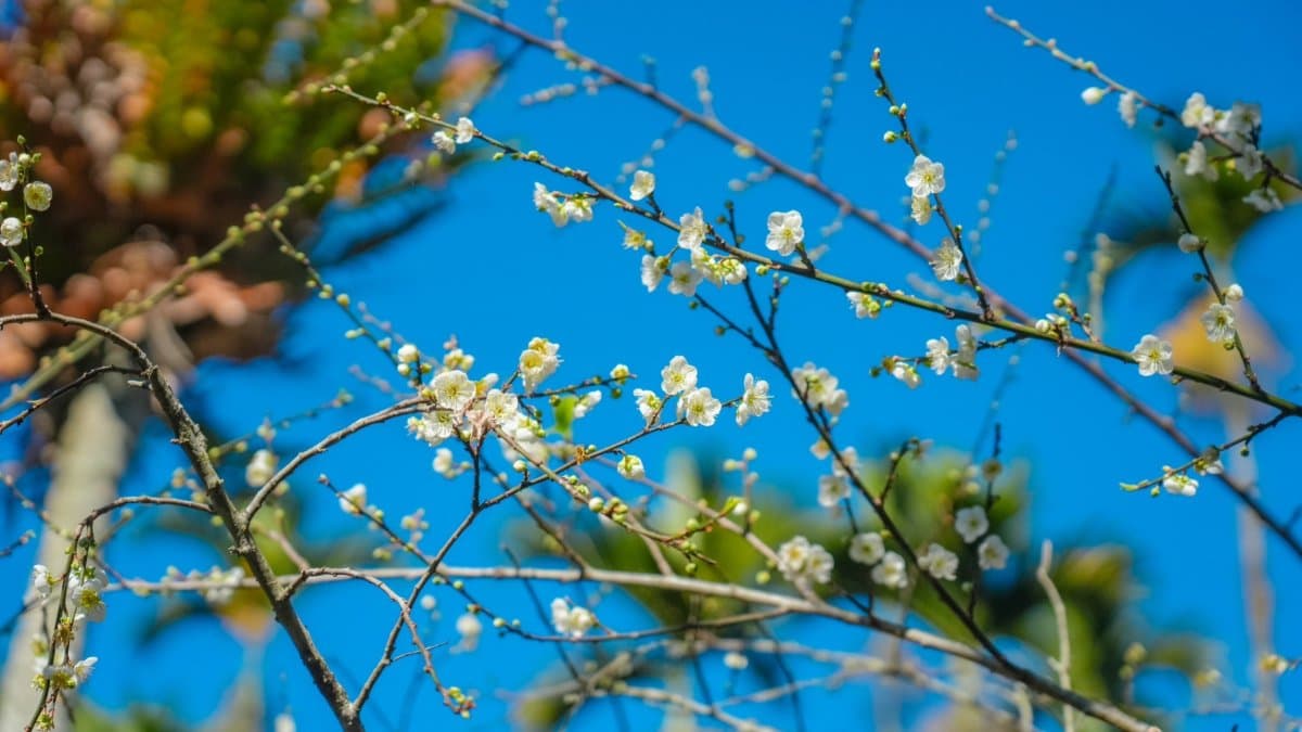 在這片梅花園中，梅樹相對較矮，賞梅時需要稍微低頭。（圖片來源：愛玩的伊凡）