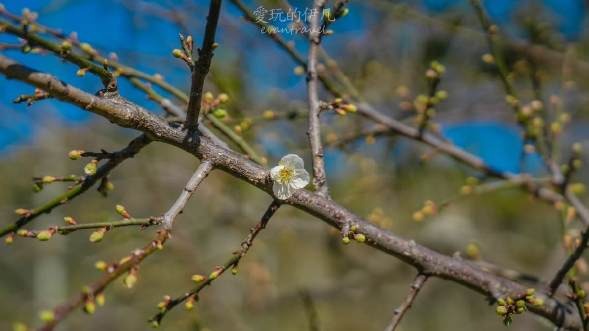 莊園主人表示，低頭看梅花的同時，也象徵著感恩大自然的恩典。（圖片來源：愛玩的伊凡）
