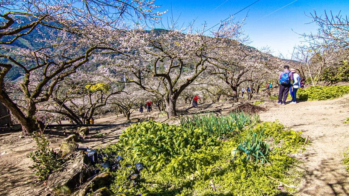 梅園裡還有自家的小菜圃，與梅花搭景，畫面也好溫馨。（圖片來源：13‘s幸福食光）