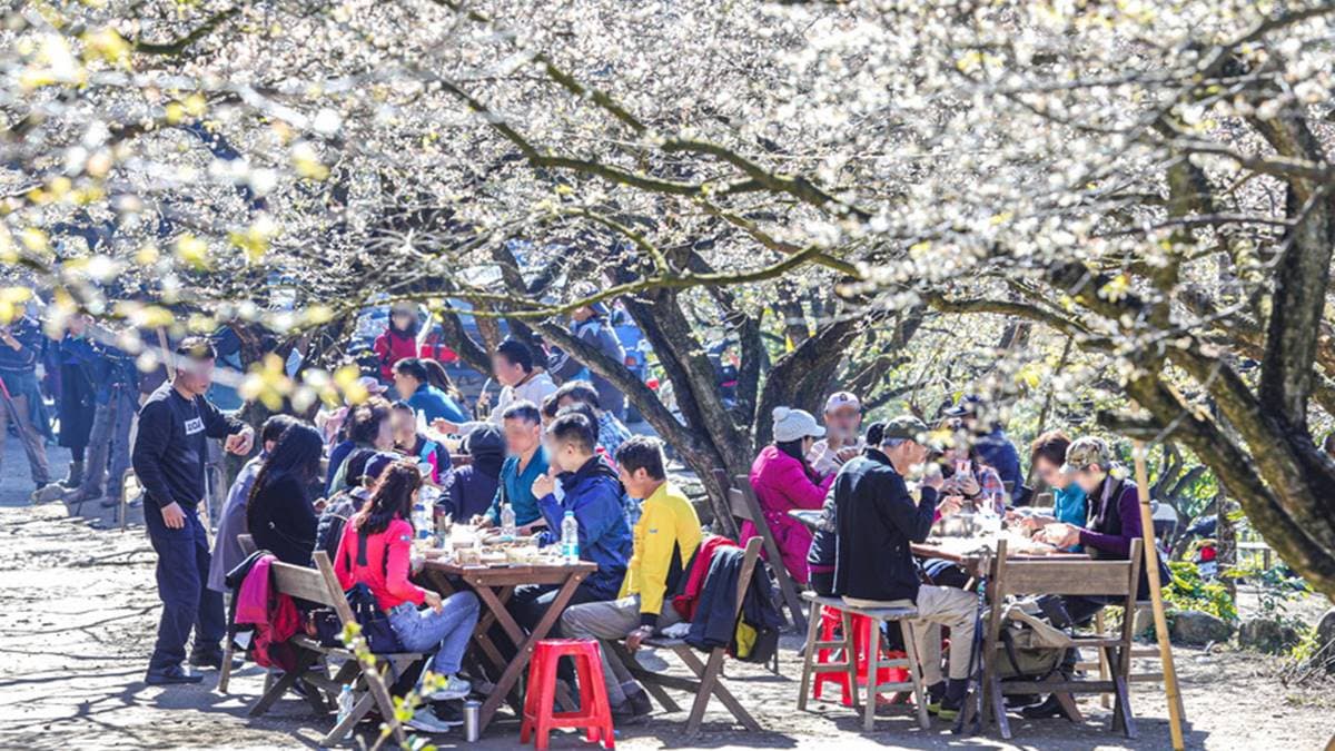 在暖陽照耀下，坐在梅樹下用餐，畫面格外美好。（圖片來源：13‘s幸福食光）
