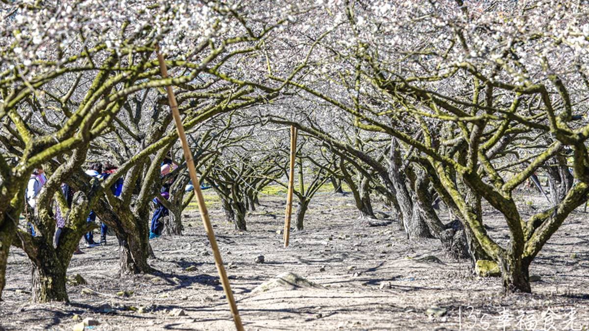 園內還有用心搭建出「梅花隧道」，好多網美們紛紛停留在這兒取景。（圖片來源：13‘s幸福食光）