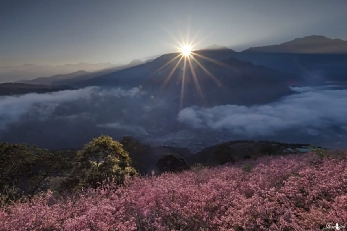 滿江紅觀賞季快衝！南投武界「城堡民宿」日出雲瀑配花海，一路美到４月