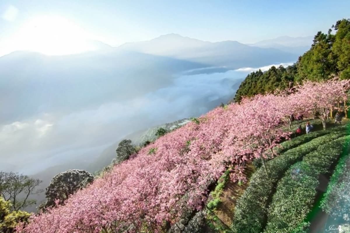 滿江紅觀賞季快衝！南投武界「城堡民宿」日出雲瀑配花海，一路美到４月