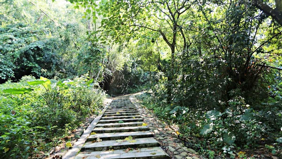 登山步道兩旁有茂密的樹林遮蔭。（圖片來源：快樂的過每一天）