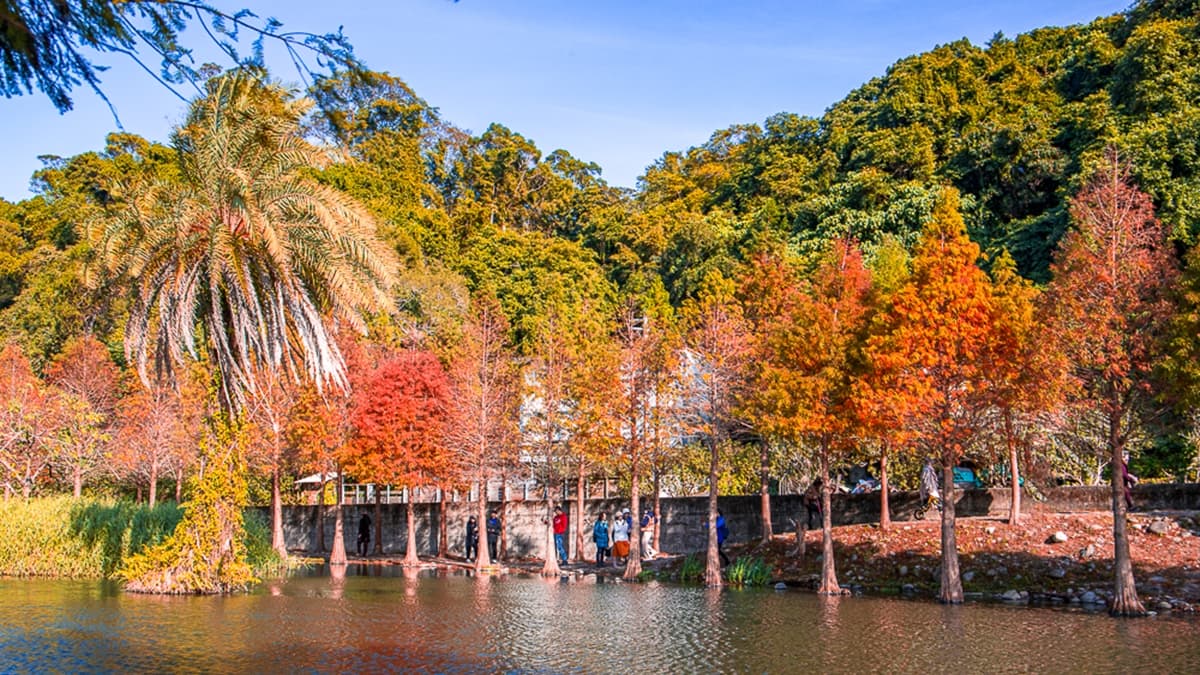 落羽松林面積高達３公頃， 池畔邊由綠轉紅的落羽松倒映於水面，顯得美不勝收。（圖片來源：史努比遊樂園）