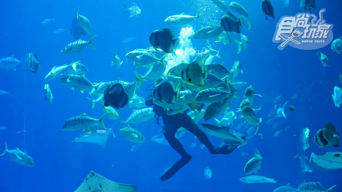 「全台最大水族館」最強攻略!4種隱藏版玩法:夜宿海生館、全台唯一餵企鵝(中獎公布) 「全台最大水族館」最強攻略!4種隱藏版玩法:夜宿海生館、全台唯一餵企鵝(中獎公布)
