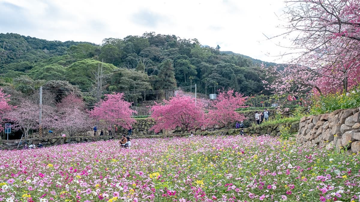 這裡還種滿了油菜花及波斯菊，抬頭賞粉色櫻花，低頭則是一片黃色花海。（圖片來源：桃桃's旅人手札）