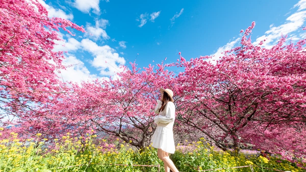 園區的櫻花林盛開，怎麼拍怎麼美。（圖片來源：桃桃's旅人手札）
