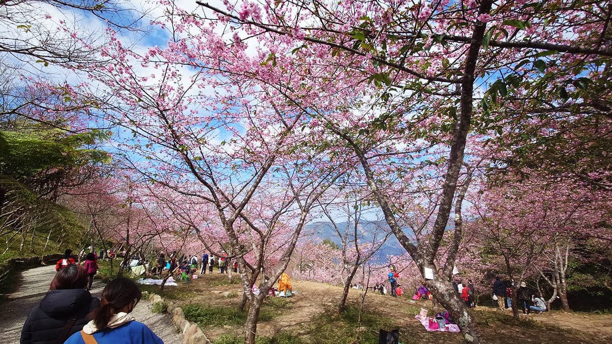 公園裡種植的櫻花主要為河津櫻和山櫻花這２種，據說最多高達5000棵。（圖片來源：阿捷的打飯班）