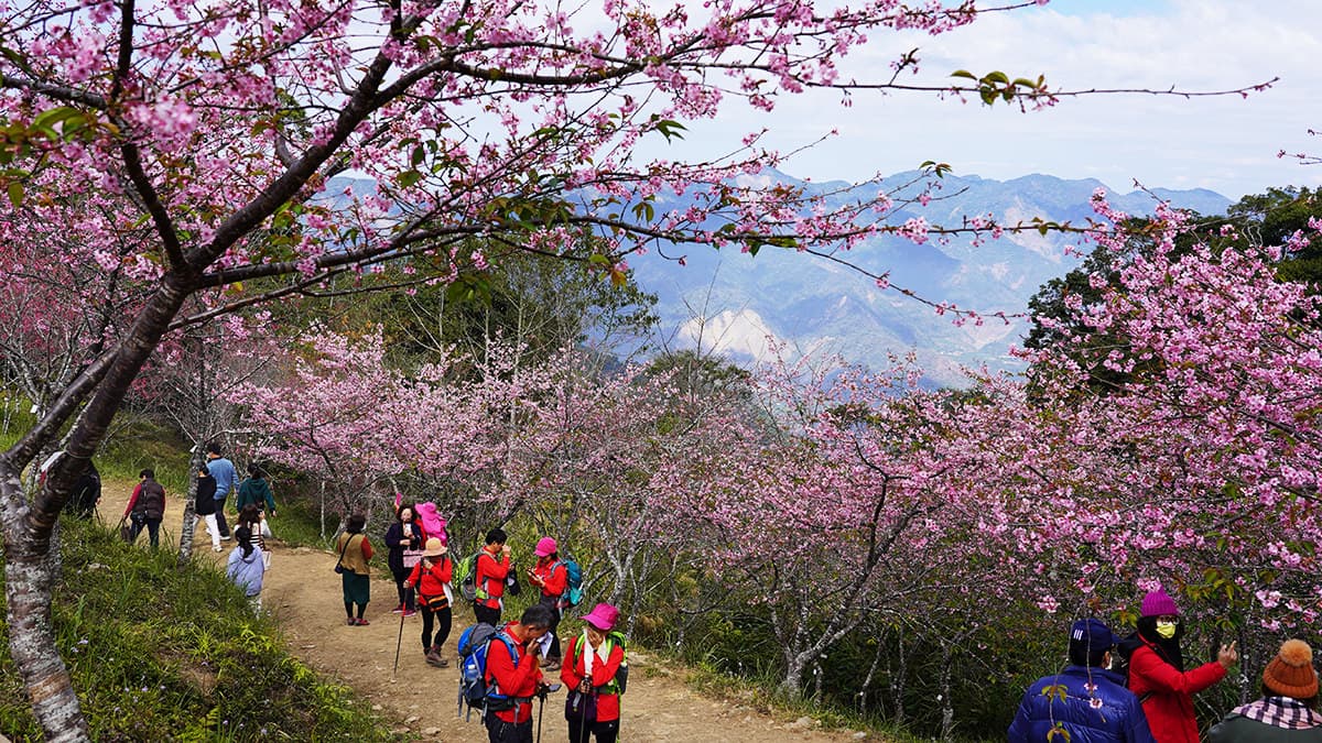 可以登高望遠，將櫻花與山巒、藍天白雲一起入鏡，也很漂亮喔。（圖片來源：阿捷的打飯班）