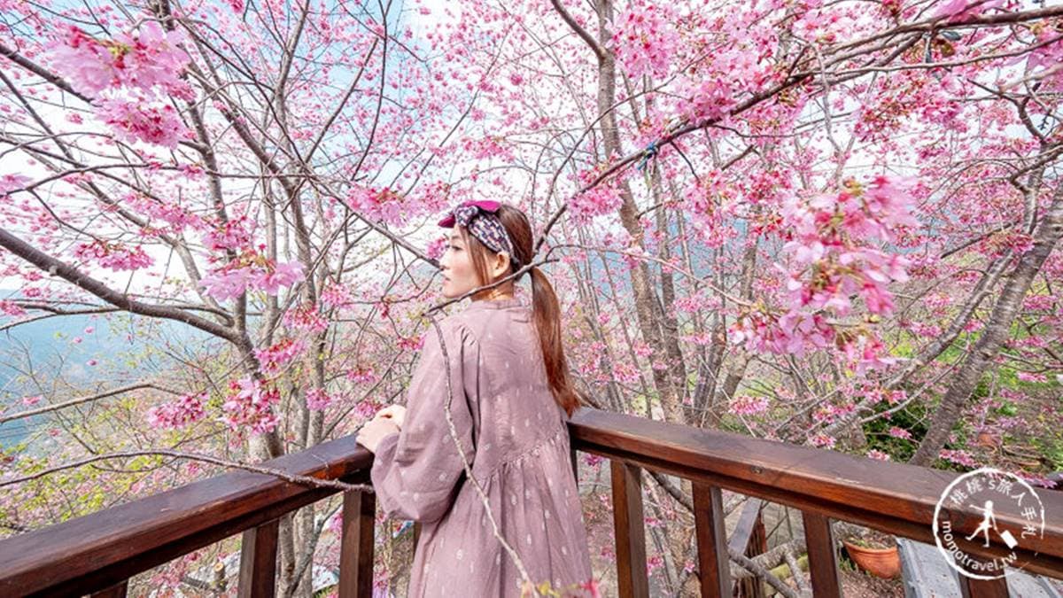 一球一球的櫻花，開得非常茂密！（圖片來源：桃桃‘s旅人手札）