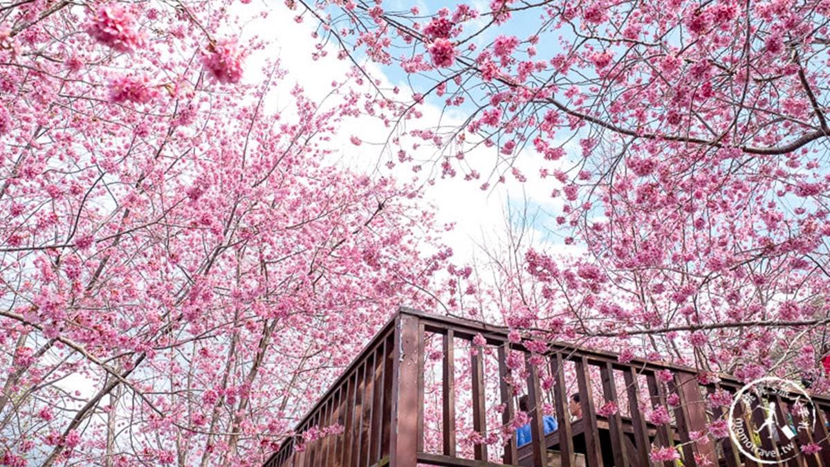 站在被櫻花樹包圍的「空中涼亭」，可感受被櫻花擁抱的幸福感。（圖片來源：桃桃‘s旅人手札）