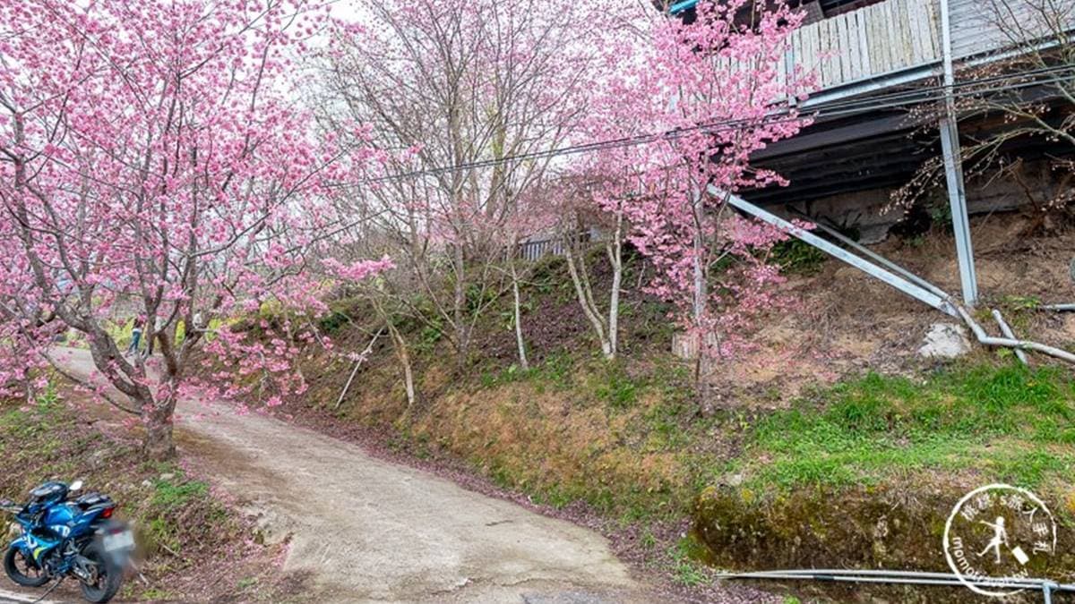 「財伯觀光果園」位於新竹縣尖石鄉。（圖片來源：桃桃‘s旅人手札）