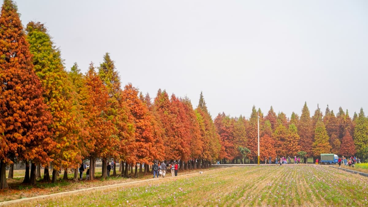 這裡的落羽松林占地1.5公頃，是全家出遊、踏青的好去處。（圖片來源：跟著尼力吃喝玩樂）