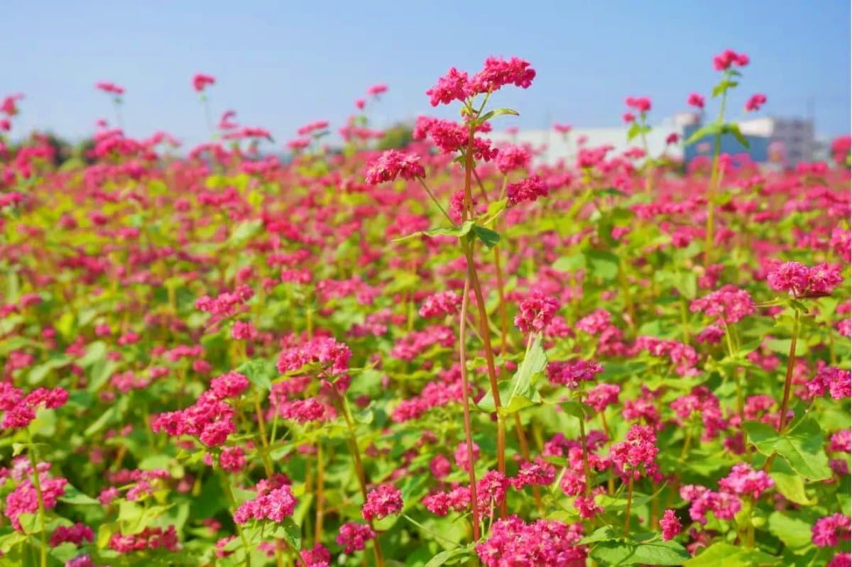 全台唯一「紅色蕎麥花海」祕境在這！近3000坪堪稱全台最大，免費開放拍到飽