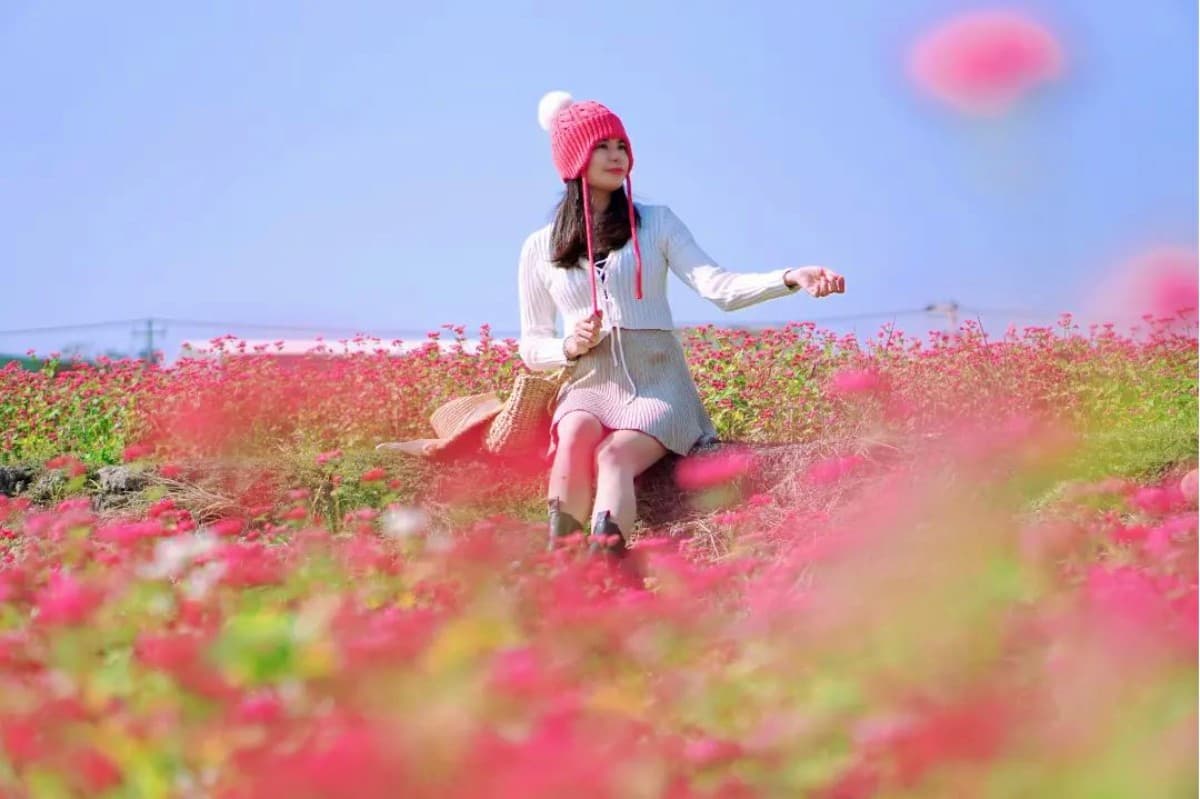全台唯一「紅色蕎麥花海」祕境在這！近3000坪堪稱全台最大，免費開放拍到飽