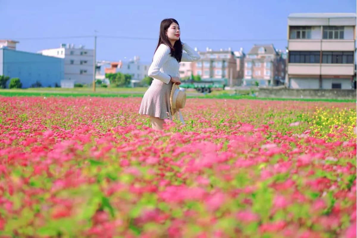 全台唯一「紅色蕎麥花海」祕境在這！近3000坪堪稱全台最大，免費開放拍到飽