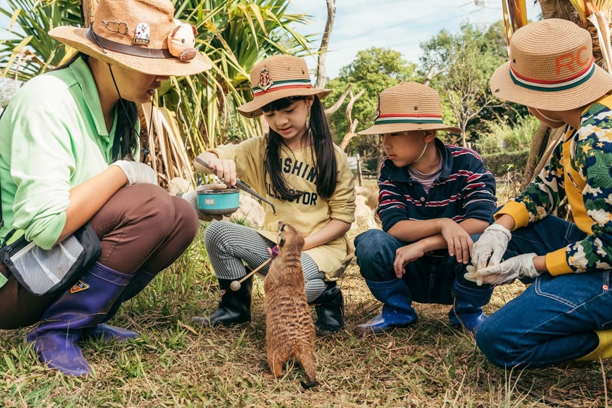 水豚、羊駝、狐獴一次包!24小時瘋玩「野生動物園飯店」,1月底前小孩免費住 水豚、羊駝、狐獴一次包!24小時瘋玩「野生動物園飯店」,1月底前小孩免費住