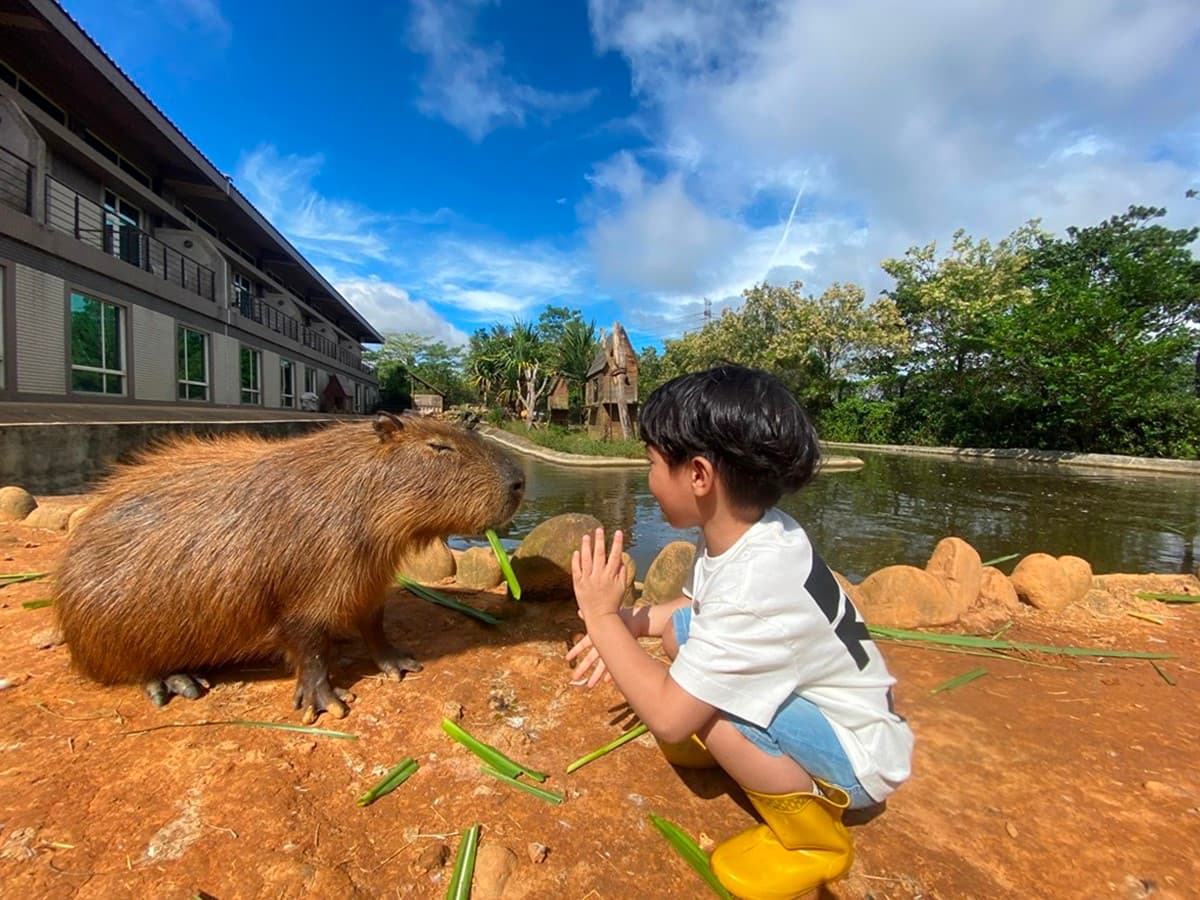 水豚、羊駝、狐獴一次包!24小時瘋玩「野生動物園飯店」,1月底前小孩免費住 水豚、羊駝、狐獴一次包!24小時瘋玩「野生動物園飯店」,1月底前小孩免費住