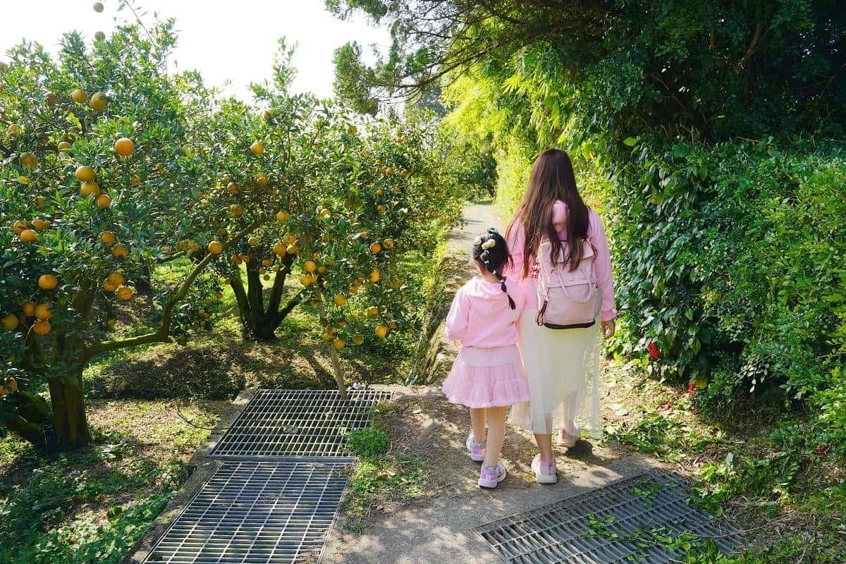 比採草莓更好玩！５大「採橘祕境」：免費試吃到飽、台版濟州島、雪白橘子園