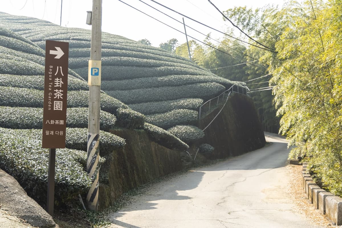 「粉紅巨龍」現身南投茶園！綿延200公尺櫻花步道美翻，２月中旬前免費拍到飽
