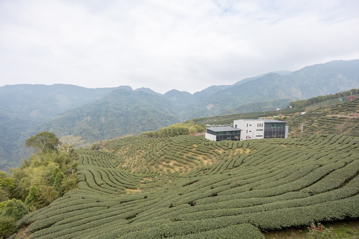 「粉紅巨龍」現身南投茶園！綿延200公尺櫻花步道美翻，２月中旬前免費拍到飽