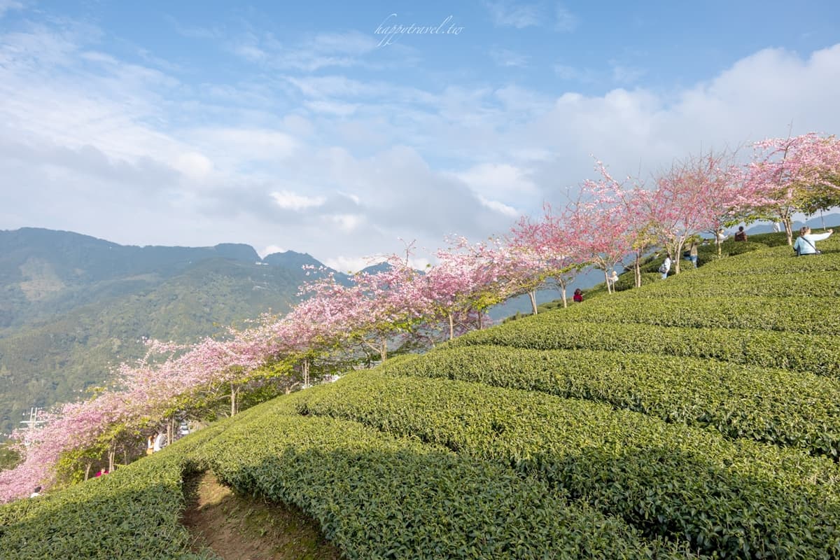 「粉紅巨龍」現身南投茶園！綿延200公尺櫻花步道美翻，２月中旬前免費拍到飽